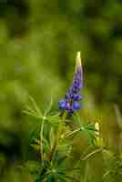 Foto grátis foto vertical de um lupinus angustifolius em um campo sob a luz do sol a uma distância borrada