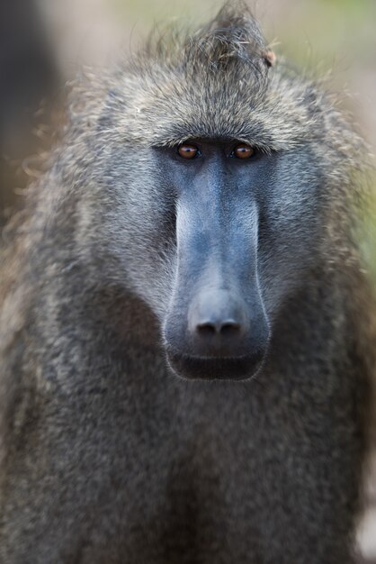 Foto vertical de um macaco babuíno em um campo