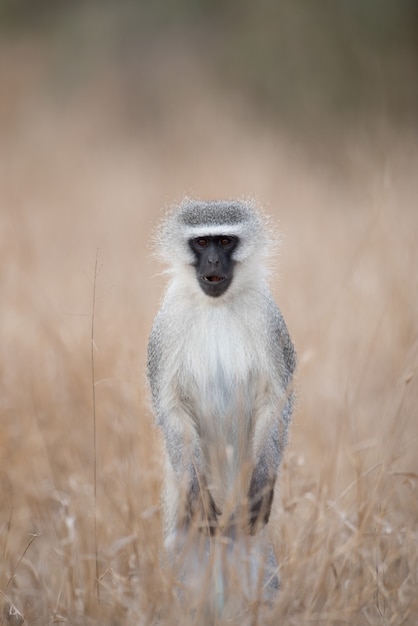 125 Fotos de Stock de Macaco Do Albino - Fotos de Stock Gratuitas e Sem  Fidelização a partir da Dreamstime