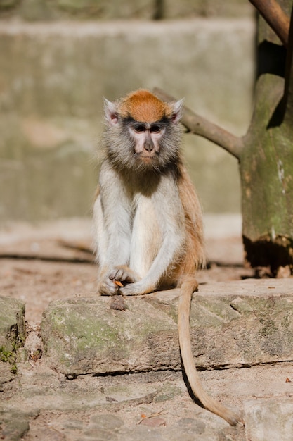 Foto vertical de um macaco patas sentado em um bloco de concreto em um dia ensolarado em um zoológico