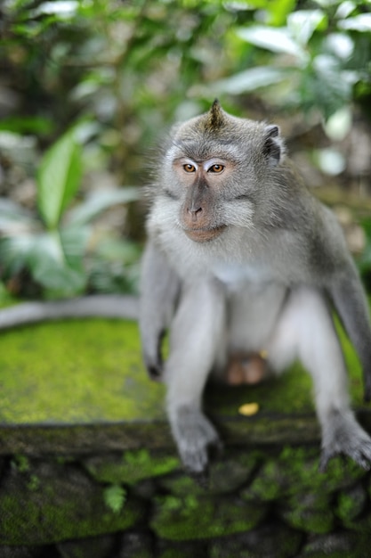 Foto vertical de um macaco sentado em uma superfície de rocha coberta de musgo