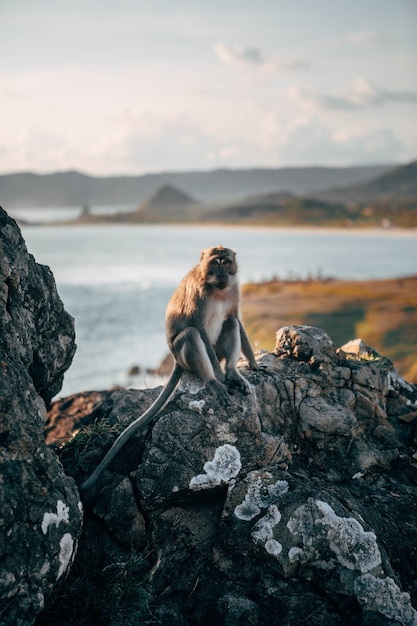 Foto vertical de um macaco sentado na rocha com um lindo mar borrado