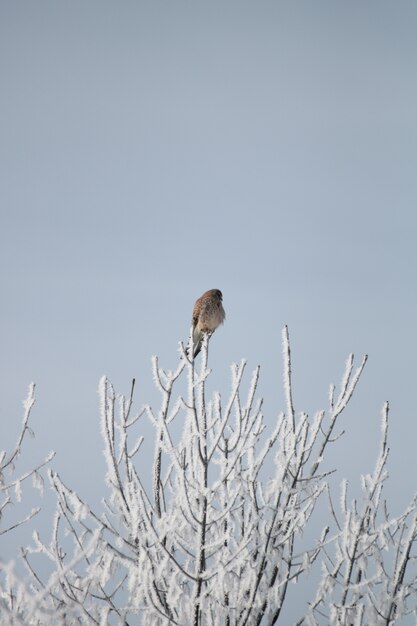 Foto vertical de um pássaro marrom descansando na ponta do galho