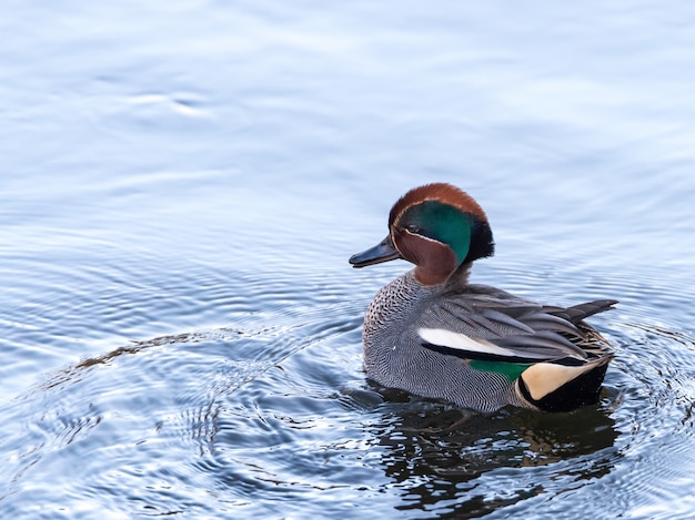 Foto vertical de um pato nadando em um lago durante o dia