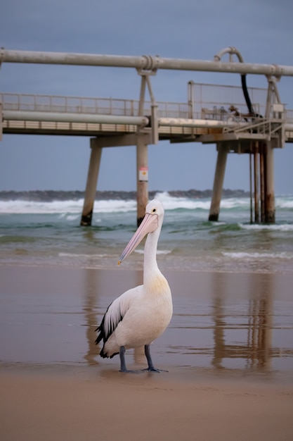 Foto vertical de um pelicano branco na praia com o cais