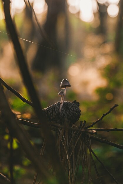 Foto vertical de um pequeno cogumelo crescendo em um pinheiro