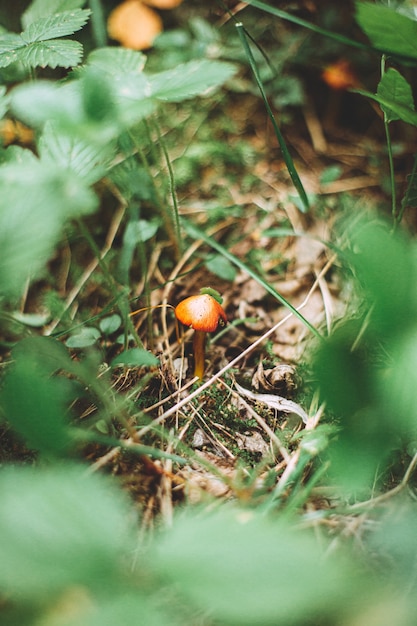 Foto grátis foto vertical de um pequeno cogumelo laranja cercado por grama e plantas em uma floresta