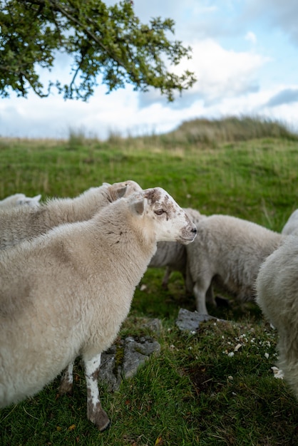 Foto vertical de um pequeno rebanho de ovelhas em um campo com o céu