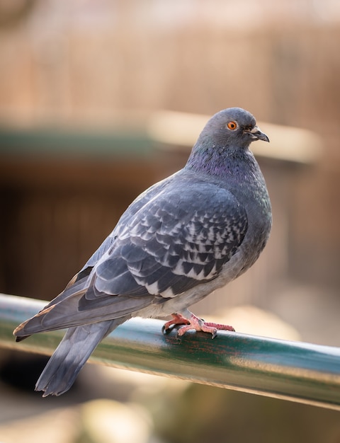 Foto vertical de um pombo empoleirado em um tubo metálico