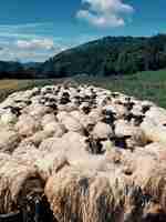 Foto grátis foto vertical de um rebanho de ovelhas no meio da estrada cercado por uma natureza verde