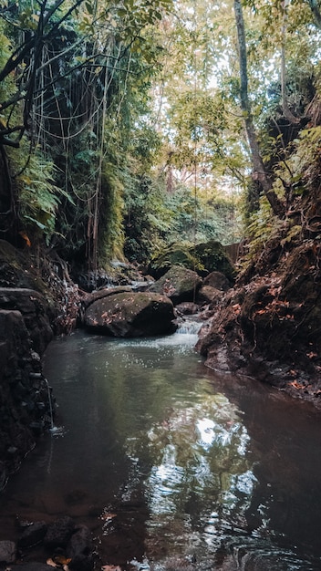 Foto grátis foto vertical de um riacho de água no meio da floresta com árvores verdes