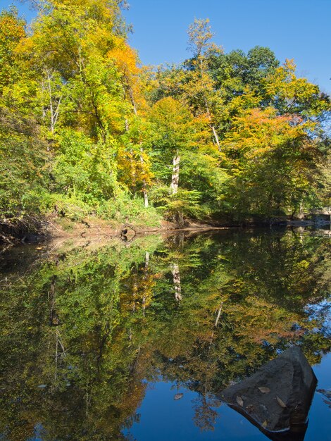 Foto vertical de um rio fluindo por entre árvores em uma floresta