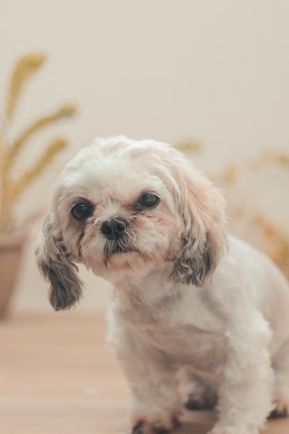 Foto vertical de um Shih Poo sentado na casa