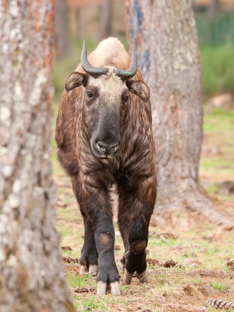 Foto vertical de um takin marrom caminhando em uma floresta