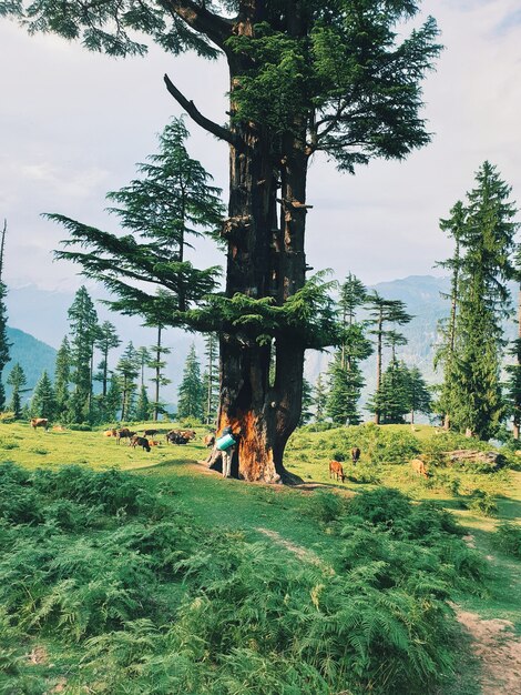 Foto vertical de um viajante em pé perto de uma árvore alta em uma floresta, apreciando a bela vista