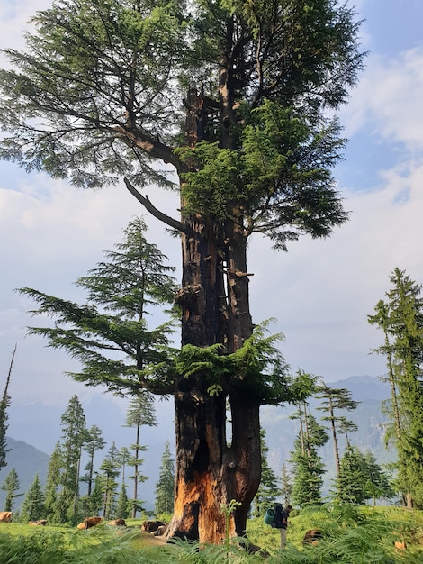 Foto vertical de um viajante em pé perto de uma árvore alta em uma floresta, apreciando a bela vista