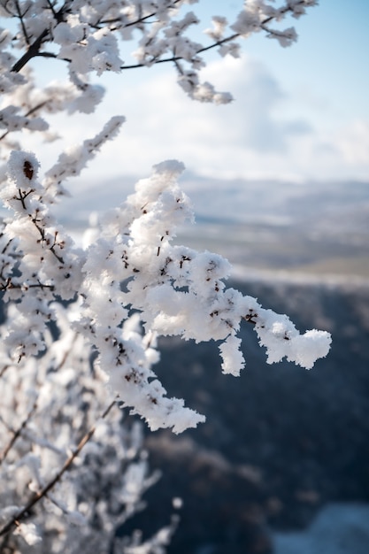 Foto vertical de uma árvore coberta de neve, bela manhã nas montanhas