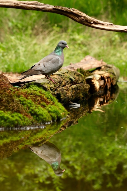 Foto vertical de uma bela pomba refletindo no lago