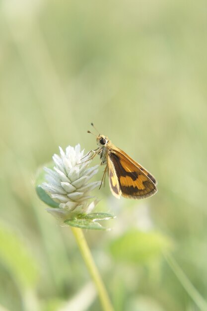 Foto vertical de uma borboleta em uma flor com um borrão