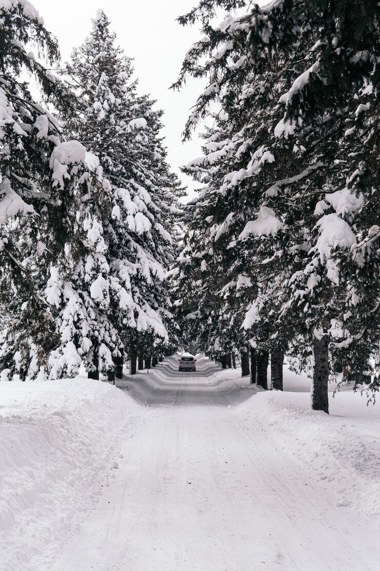Foto grátis foto vertical de uma estrada coberta de neve com pinheiros nas laterais