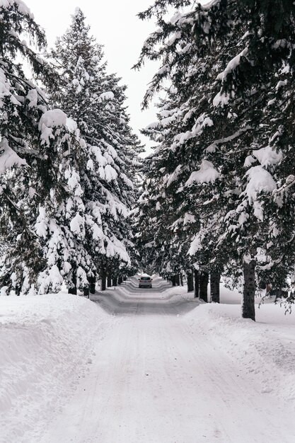 Foto vertical de uma estrada coberta de neve com pinheiros nas laterais