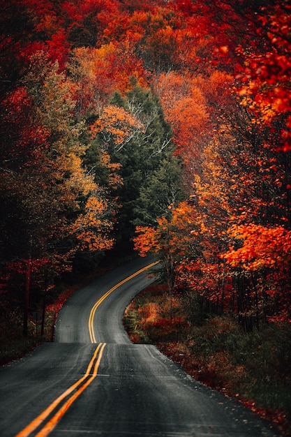Foto vertical de uma estrada curva em uma floresta coberta de árvores amareladas e folhas secas no outono