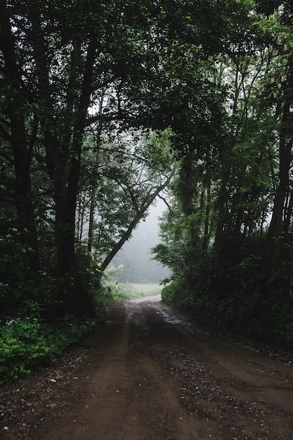 Foto grátis foto vertical de uma estrada na floresta durante um tempo nublado