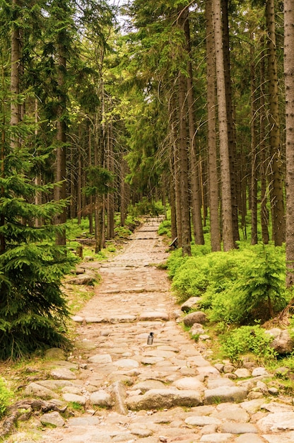 Foto vertical de uma estrada no parque com árvores altas durante o dia