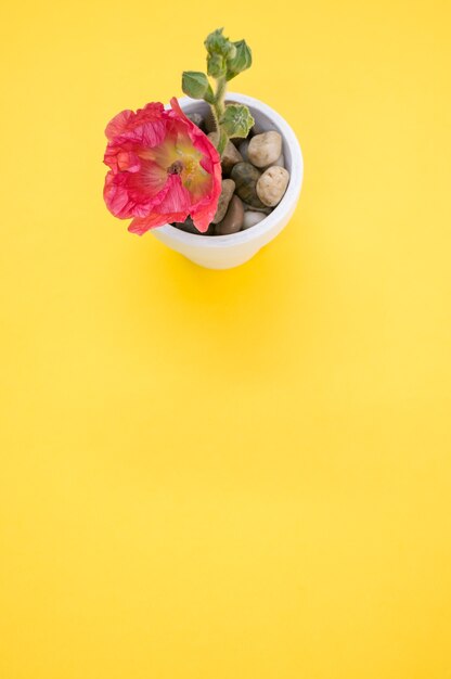 Foto vertical de uma flor de cravo rosa em um pequeno vaso de flores, colocada sobre uma superfície amarela