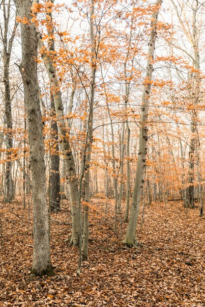 Foto vertical de uma floresta coberta de árvores e folhas secas no outono