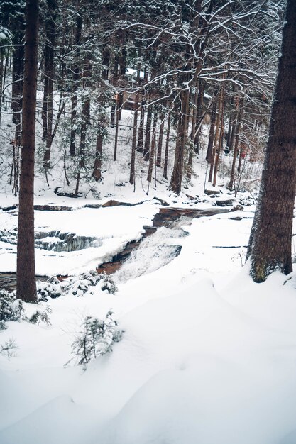 Foto vertical de uma floresta com árvores altas e cobertas de neve