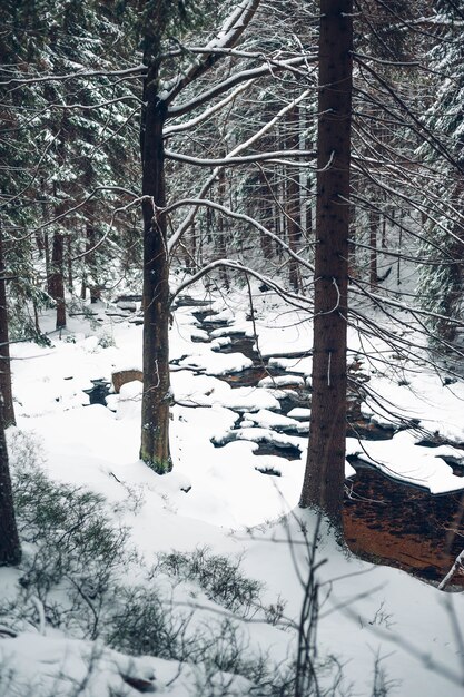 Foto vertical de uma floresta com árvores altas e cobertas de neve