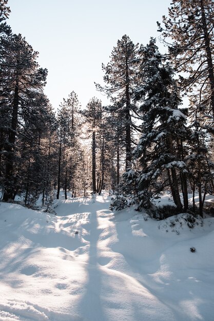 Foto vertical de uma floresta com árvores altas no inverno