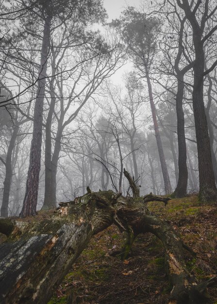 Foto vertical de uma floresta com longas árvores no meio do nevoeiro