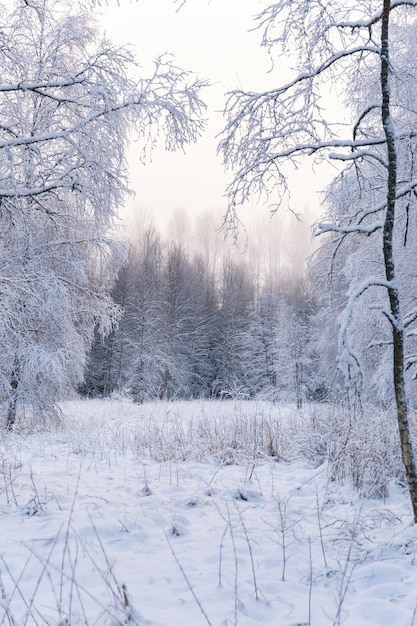 Foto vertical de uma floresta deslumbrante completamente coberta de neve