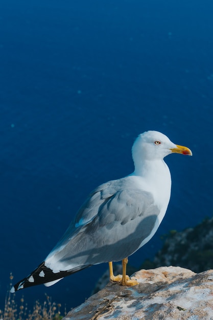 Foto vertical de uma gaivota empoleirada em uma rocha cercada pelo mar em Calp, Espanha