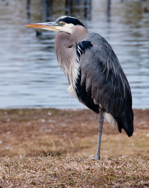 Foto vertical de uma garça-real cinzenta