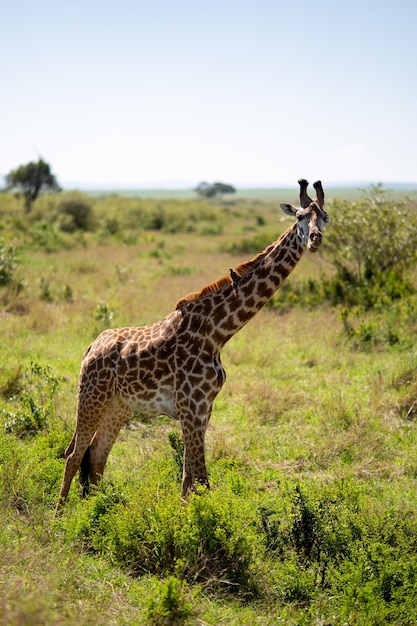 Foto vertical de uma girafa em uma pastagem