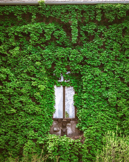 Foto vertical de uma janela de madeira cercada por plantas verdes
