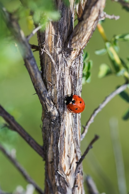 Foto vertical de uma joaninha na casca de uma árvore