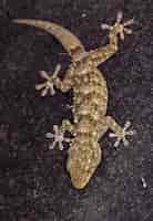 Foto grátis foto vertical de uma lagartixa comum em uma pedra escura