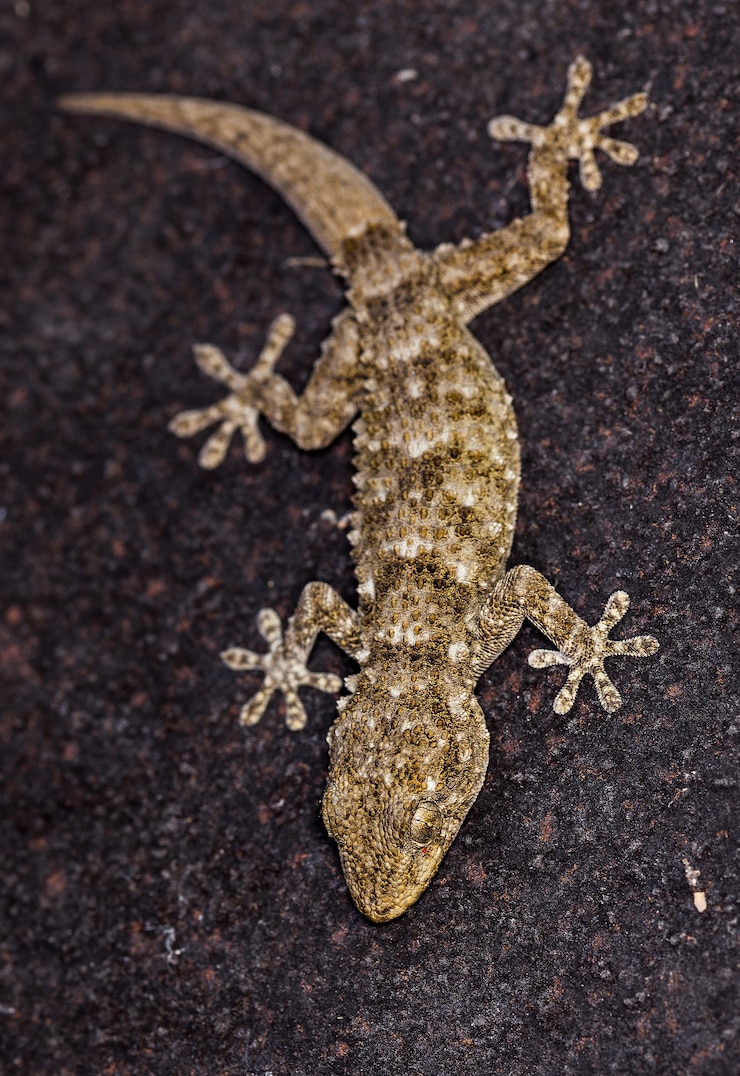 Foto grátis foto vertical de uma lagartixa comum em uma pedra escura