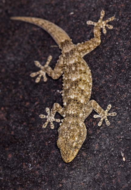 Foto vertical de uma lagartixa comum em uma pedra escura