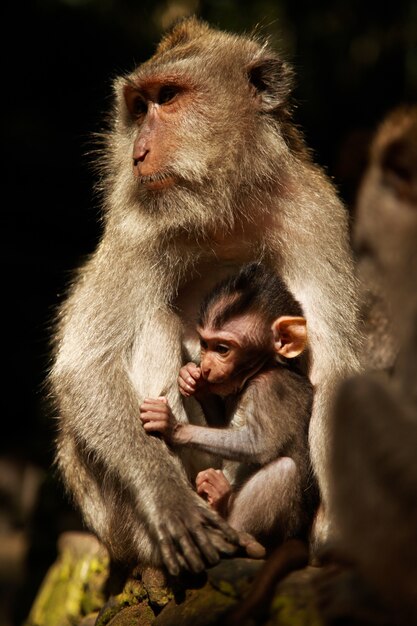 Foto vertical de uma mãe e de um macaco babuíno bebê descansando na rocha