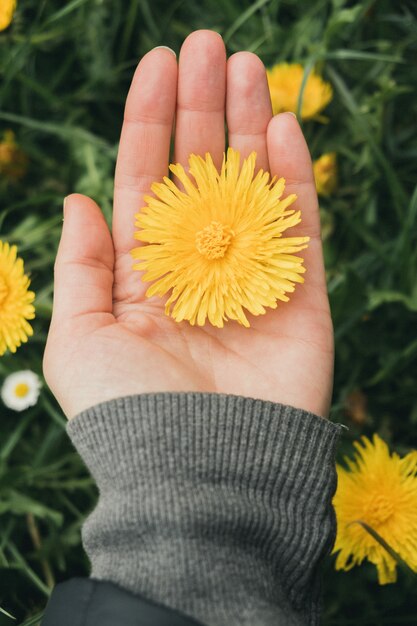 Foto vertical de uma menina segurando um dente de leão amarelo