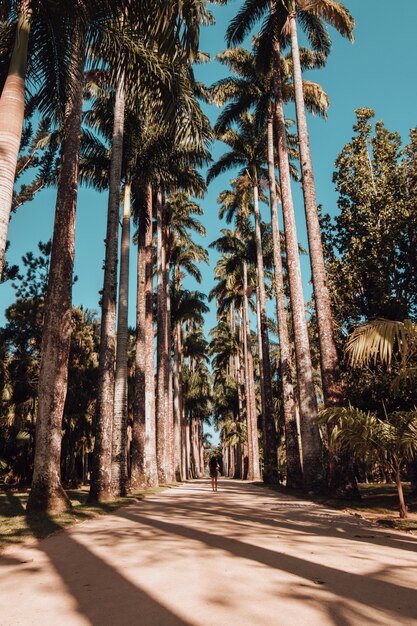 Foto vertical de uma mulher caminhando em uma estrada coberta de palmeiras no Jardim Botânico do Rio de Janeiro