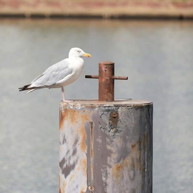 Foto vertical de uma pequena gaivota prateada em um poste de metal com água borrada no fundo