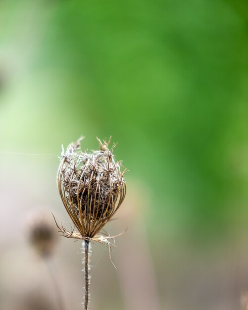 Foto vertical de uma planta de cenoura na floresta