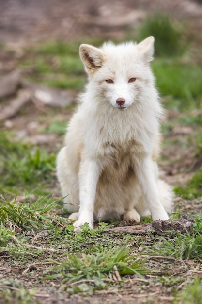 Foto vertical de uma raposa branca sentada na grama ao ar livre