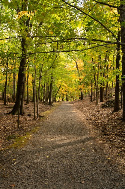 Foto vertical de uma trilha junto com árvores de outono na floresta